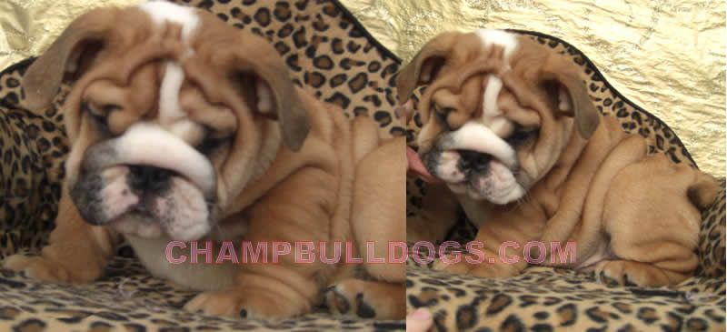 English bulldog picture